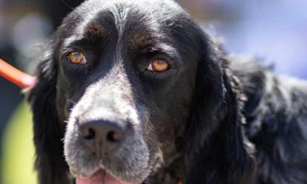 The Blue Picardy Spaniel: An In-Depth Look at This Charming Breed