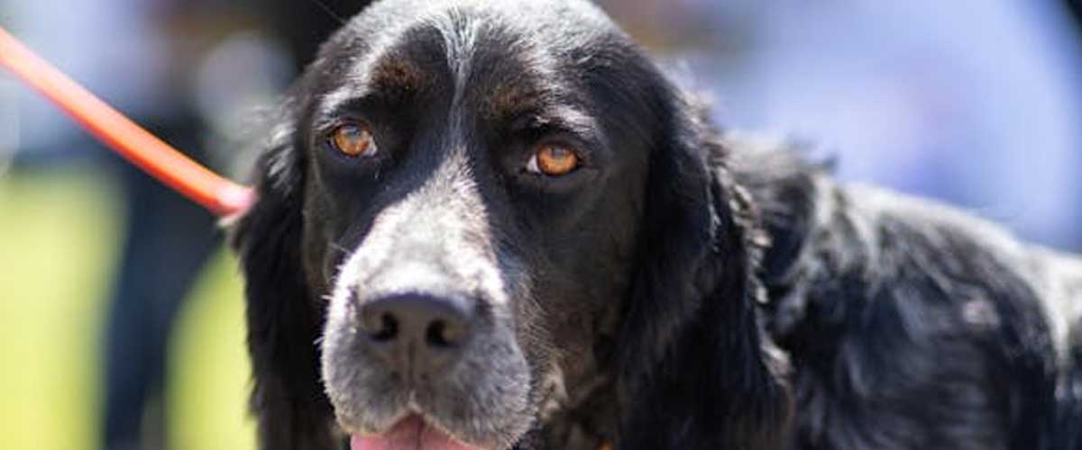The Blue Picardy Spaniel: An In-Depth Look at This Charming Breed
