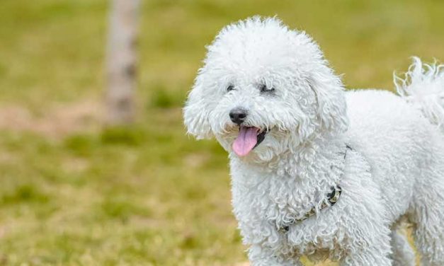 The Bolognese Dog Breed: A Charming Companion