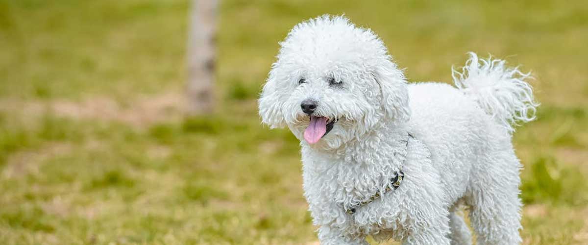 The Bolognese Dog Breed: A Charming Companion