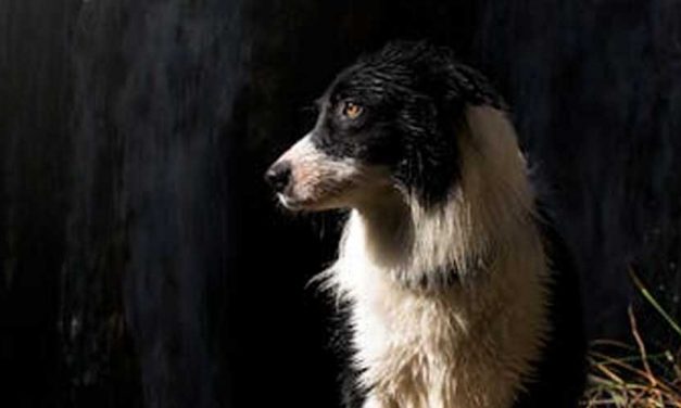 The Border Collie: A Brilliant Companion and Working Dog