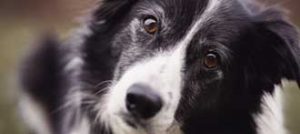 border collie