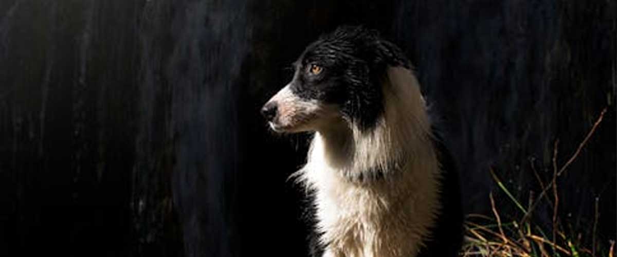 The Border Collie: A Brilliant Companion and Working Dog
