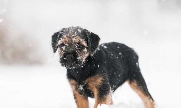 The Charming Border Terrier: A Comprehensive Guide