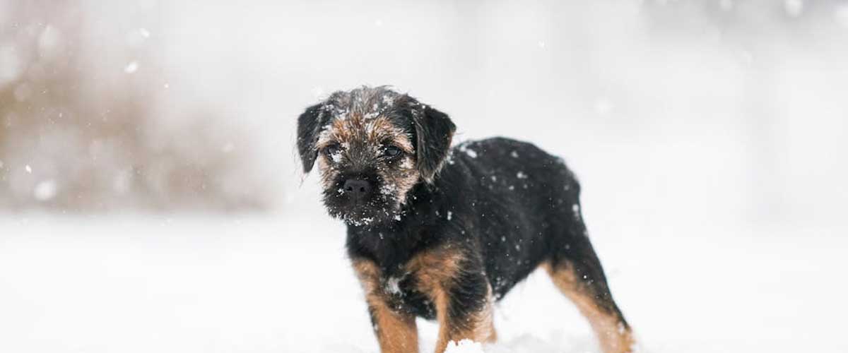 The Charming Border Terrier: A Comprehensive Guide