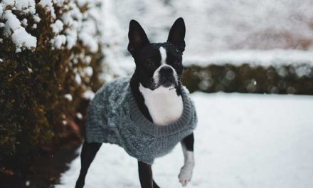 The Boston Terrier: A Charming Companion
