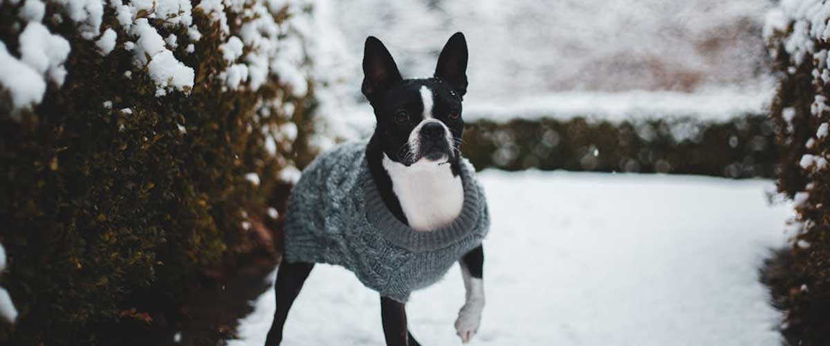 The Boston Terrier: A Charming Companion