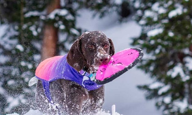 The Bourbonnais Pointer: An Endearing Versatile Companion