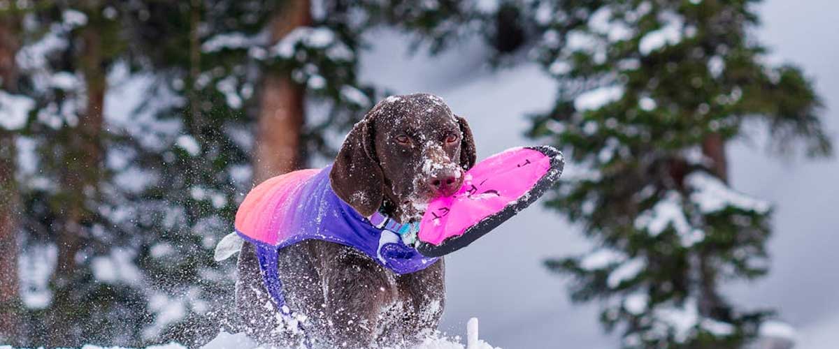 The Bourbonnais Pointer: An Endearing Versatile Companion