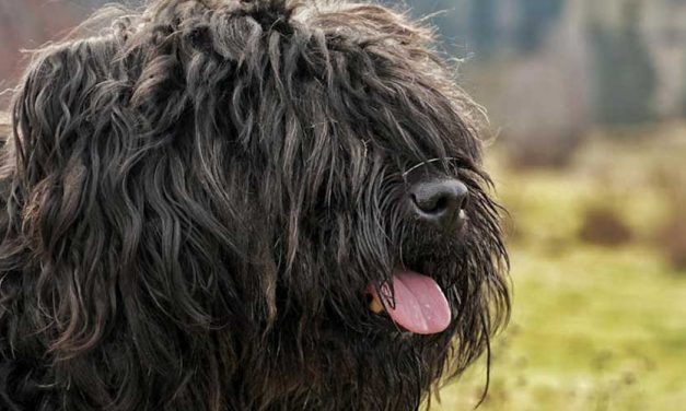 The Bouvier des Flandres: A Gentle Giant with a Rich Heritage