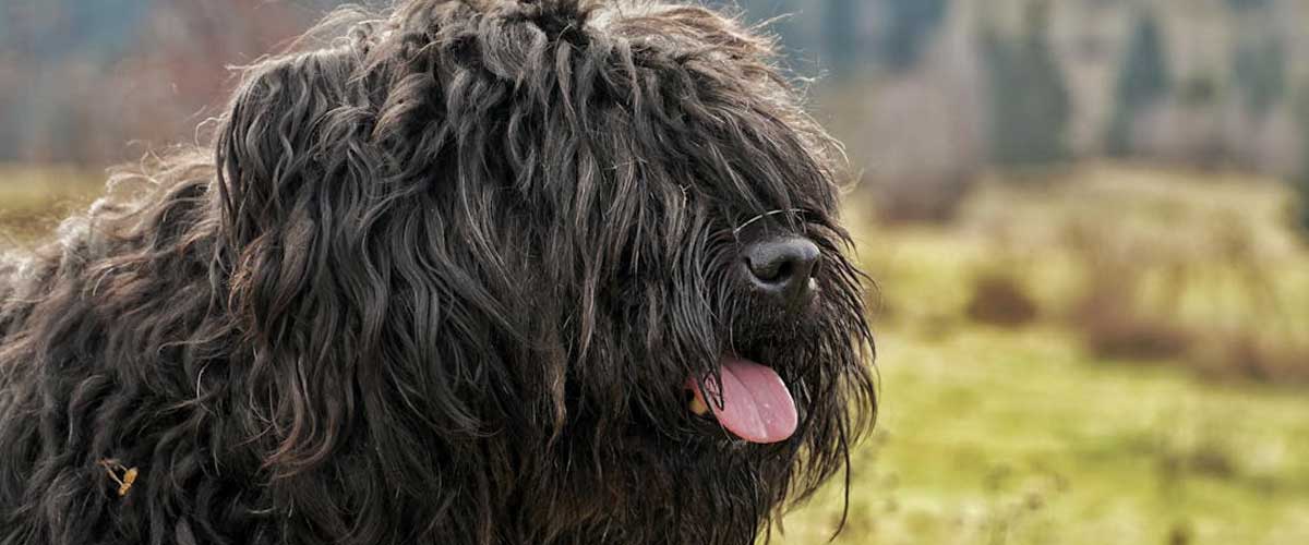 The Bouvier des Flandres: A Gentle Giant with a Rich Heritage
