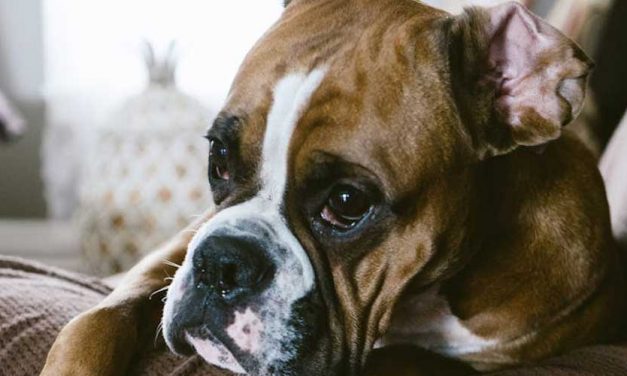 The Boxer Dog Breed: A Loyal and Energetic Companion