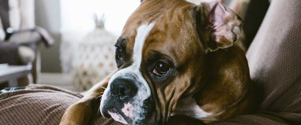 The Boxer Dog Breed: A Loyal and Energetic Companion