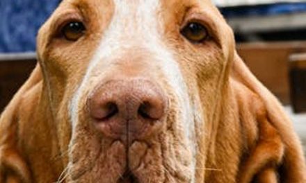 The Bracco Italiano: A Noble and Versatile Dog Breed