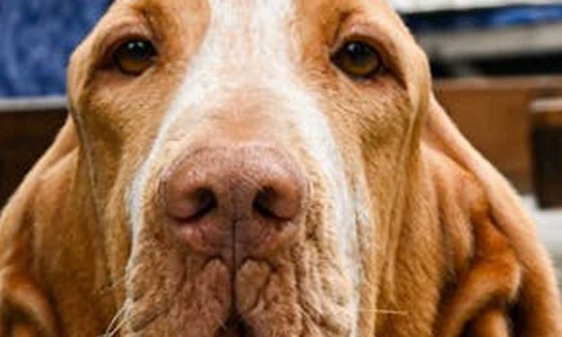 The Bracco Italiano: A Noble and Versatile Dog Breed