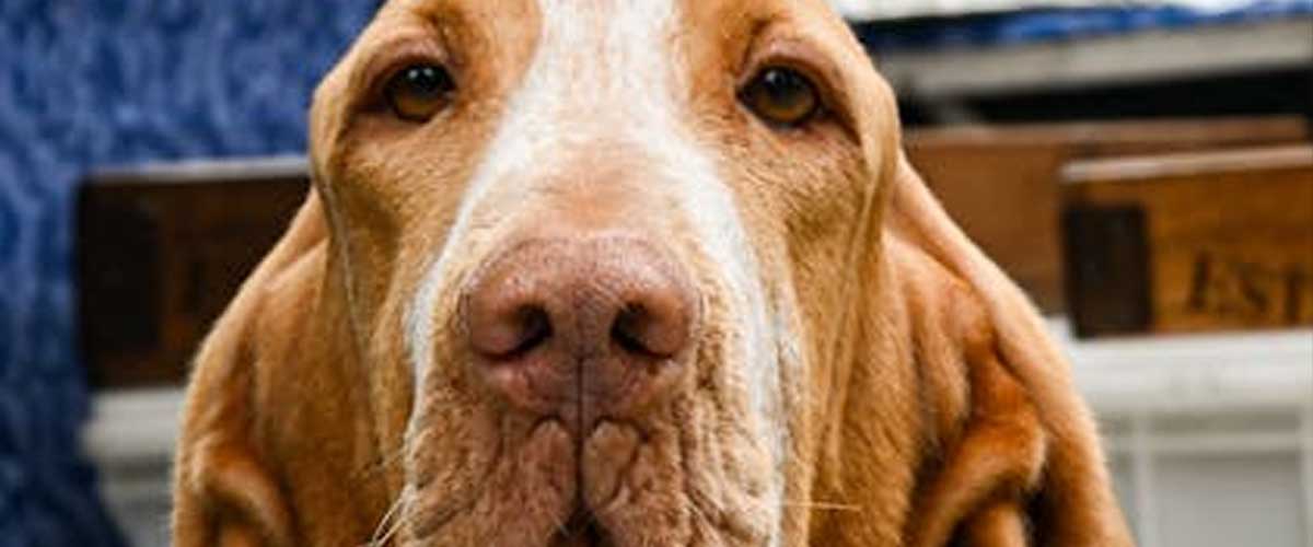 The Bracco Italiano: A Noble and Versatile Dog Breed