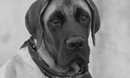 The Brazilian Mastiff: A Loyal Guardian and Affectionate Companion