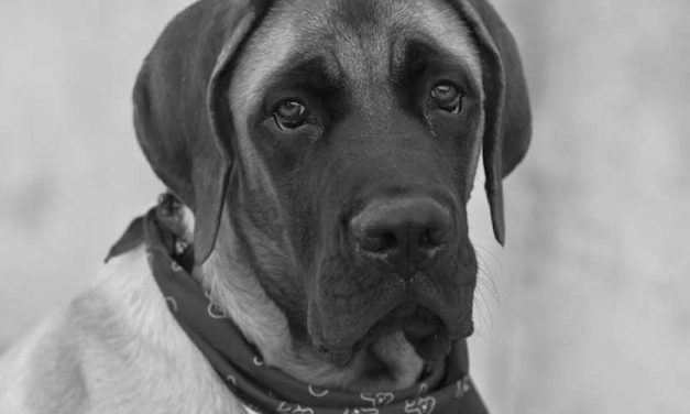 The Brazilian Mastiff: A Loyal Guardian and Affectionate Companion