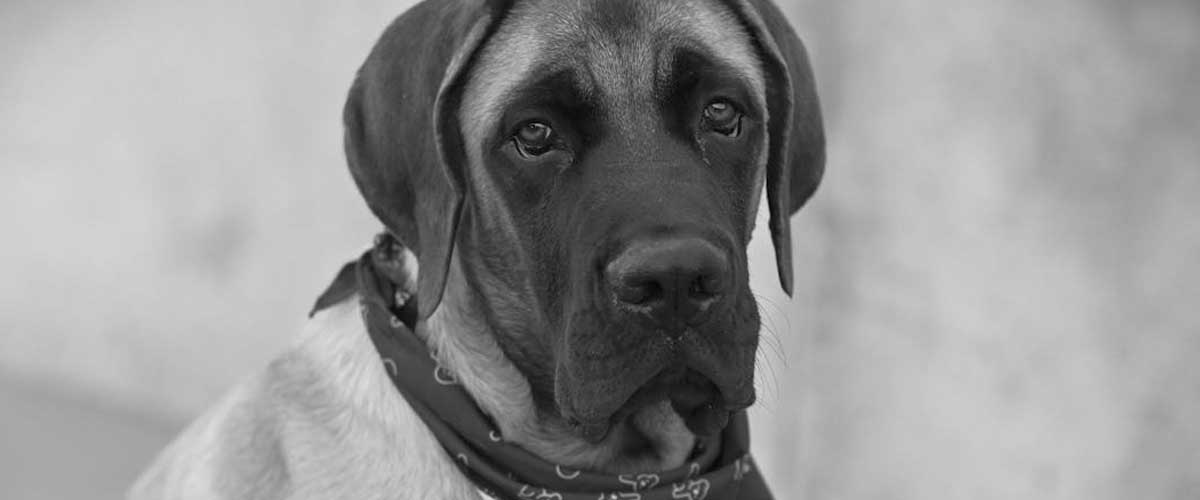 The Brazilian Mastiff: A Loyal Guardian and Affectionate Companion