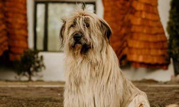 The Briard: A Loyal Companion with a Heart of Gold