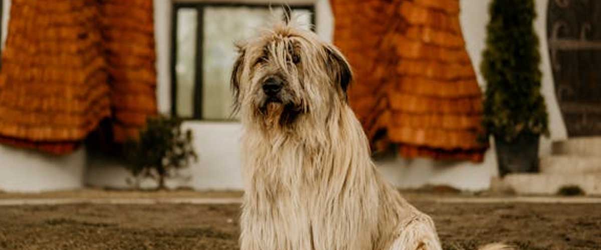 The Briard: A Loyal Companion with a Heart of Gold