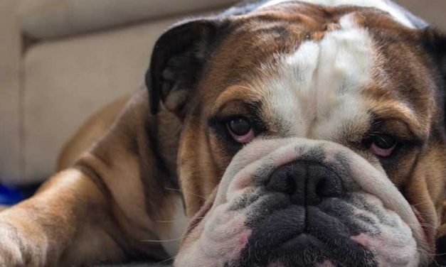 The British Bulldog: A Loyal Companion with a Unique Charm