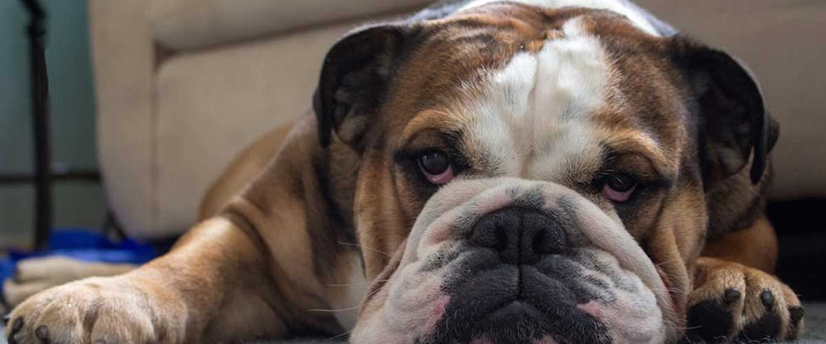 The British Bulldog: A Loyal Companion with a Unique Charm