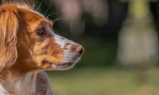 The Brittany: A Versatile Companion