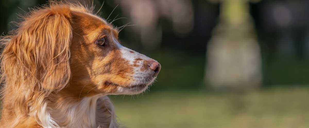 The Brittany: A Versatile Companion