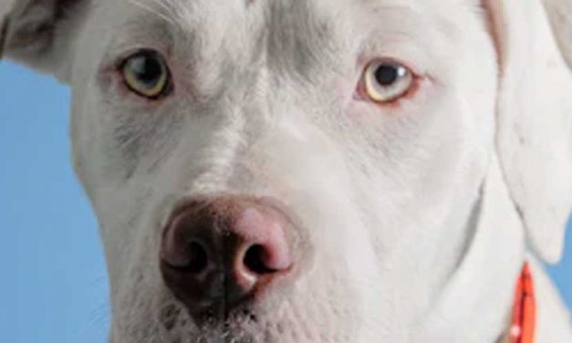 The Bull Boxer Dog Breed: A Perfect Blend of Strength and Affection