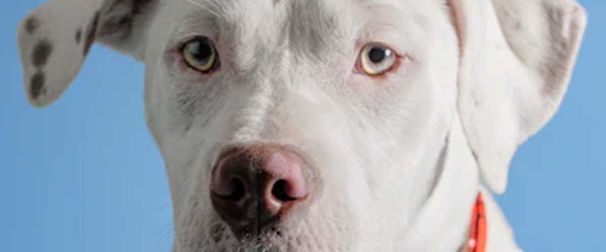The Bull Boxer Dog Breed: A Perfect Blend of Strength and Affection