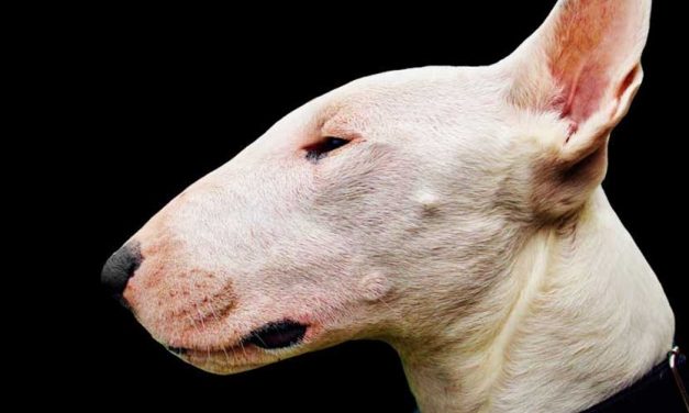 Bull Terrier: A Unique Canine Companion