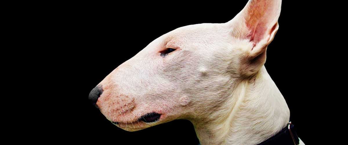 Bull Terrier: A Unique Canine Companion