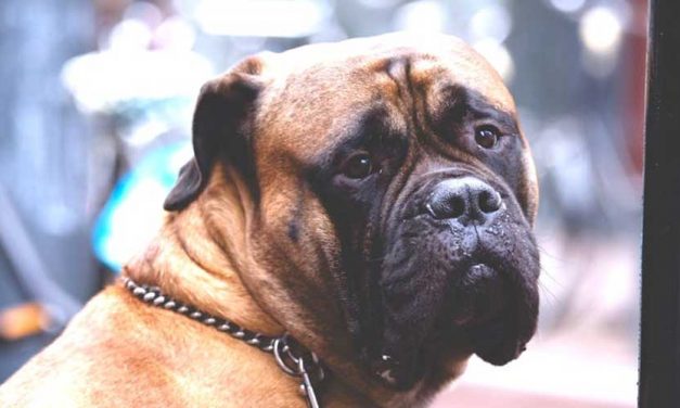 The Bullmastiff: A Gentle Giant