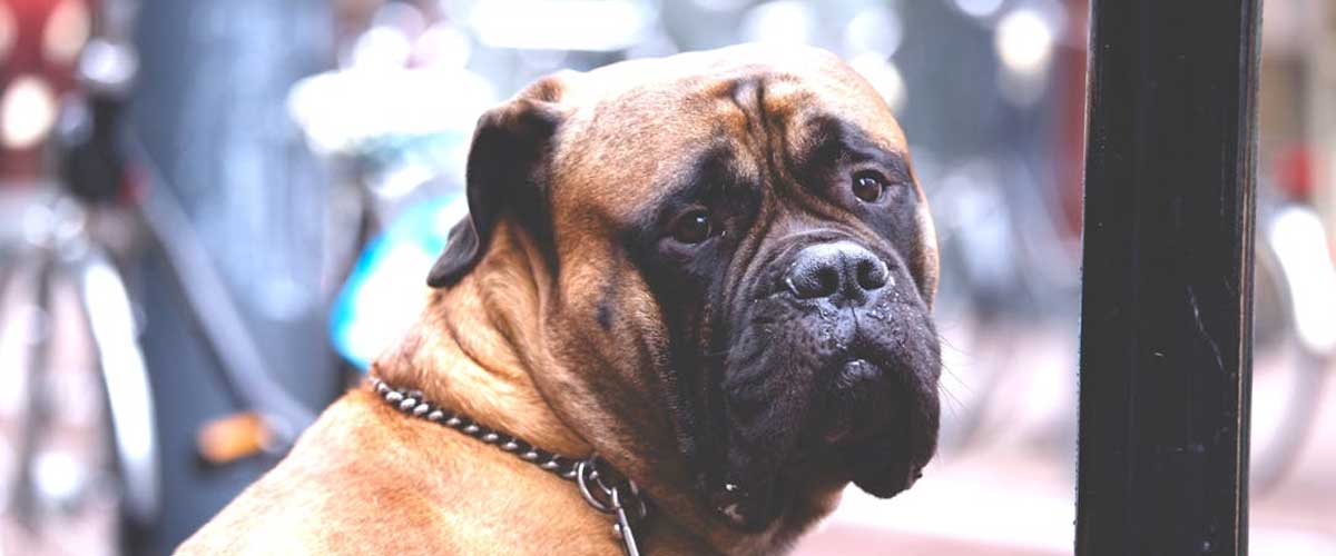 The Bullmastiff: A Gentle Giant