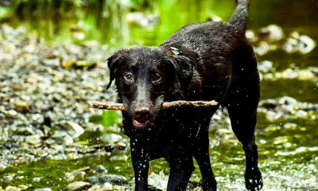 The Ca de Bestiar: An Overview of the Majestic Mallorcan Sheepdog