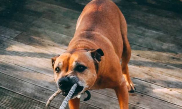 The Ca De Bou: A Majestic Guardian and Loyal Companion