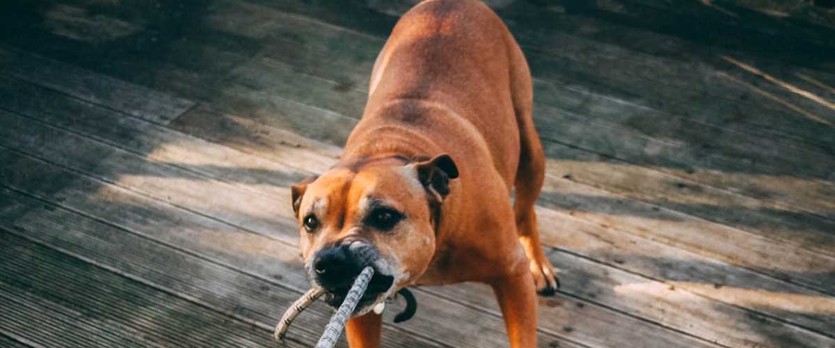 The Ca De Bou: A Majestic Guardian and Loyal Companion