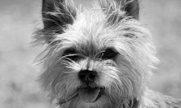 The Cairn Terrier: A Spirited Companion with a Rich History