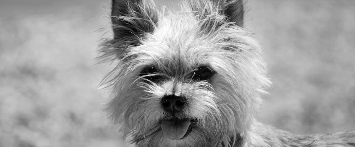 The Cairn Terrier: A Spirited Companion with a Rich History