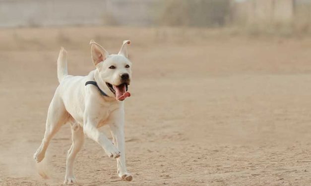 At What Age Do Dogs Calm Down?