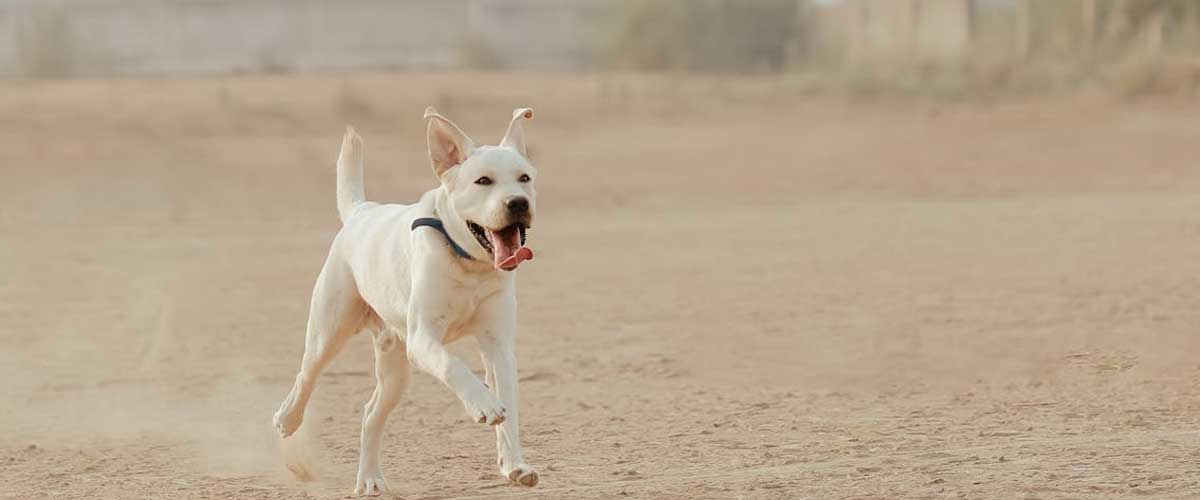 At What Age Do Dogs Calm Down?