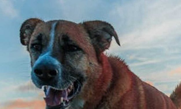 The Canary Dog Breed: A Comprehensive Overview