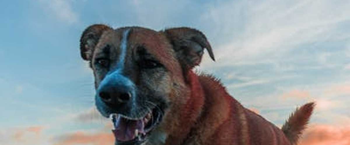 The Canary Dog Breed: A Comprehensive Overview