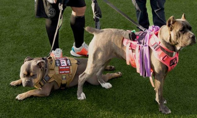 The Cane Corso: A Loyal Guardian and Companion