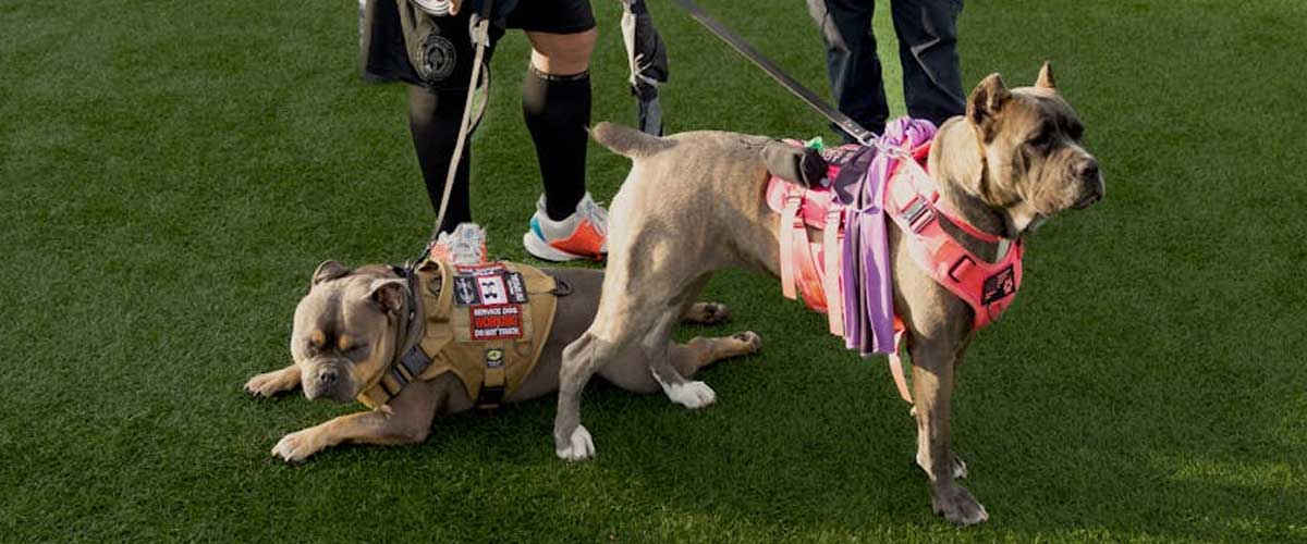 The Cane Corso: A Loyal Guardian and Companion