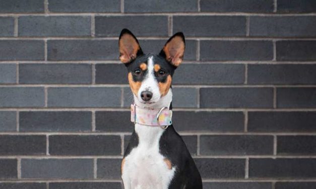 The Origin of the Name “Dog”