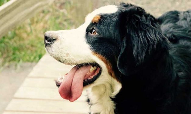 Why Dogs Are Called Canine