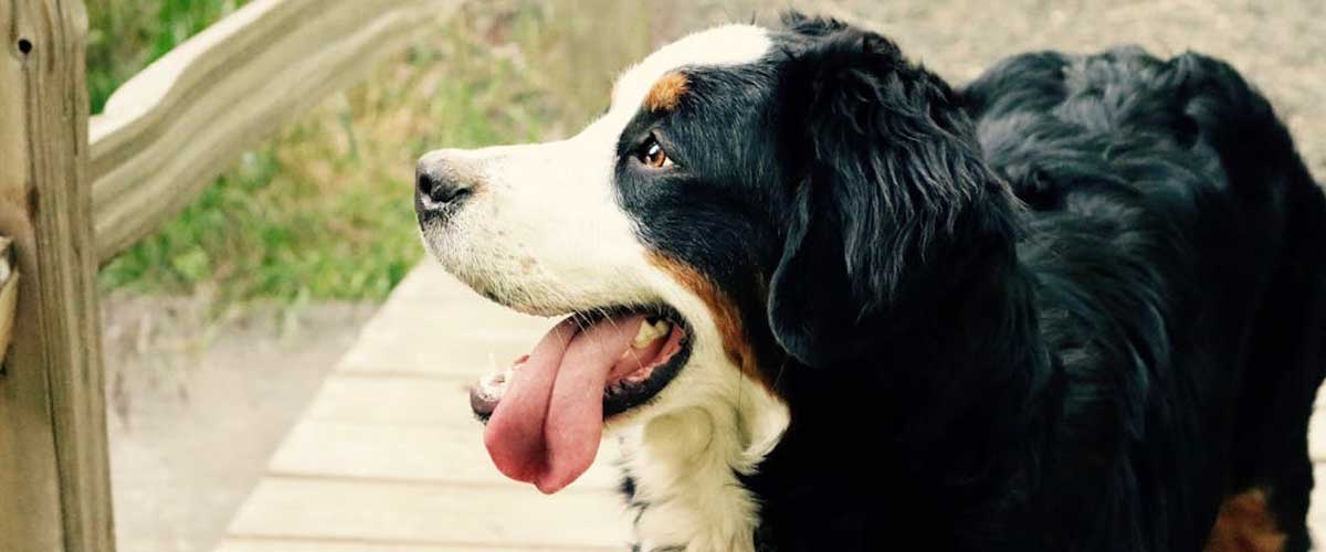 Why Dogs Are Called Canine