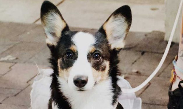 The Cardigan Welsh Corgi: A Loyal Companion with a Rich Heritage